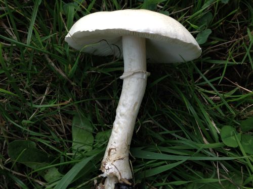 Destroying angel mushroom Amanita virosa growing in woodland