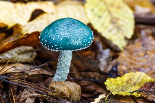 Verdigris agaric mushroom Stropharia aeruginosa with blue-green cap and white stem growing among autumn leaves