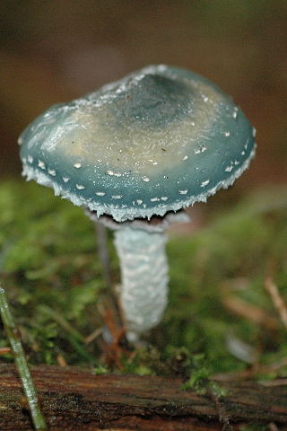 Verdigris agaric mushroom Stropharia aeruginosa with blue-green cap growing on mossy woodland floor