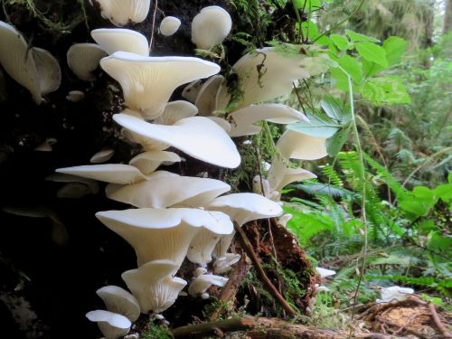 Angel wings mushrooms clustered on decaying forest log