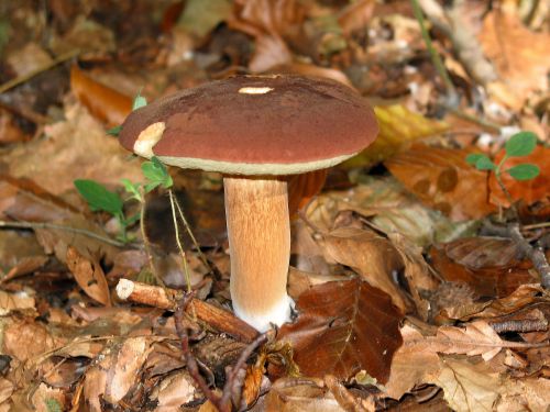 Bay bolete mushroom