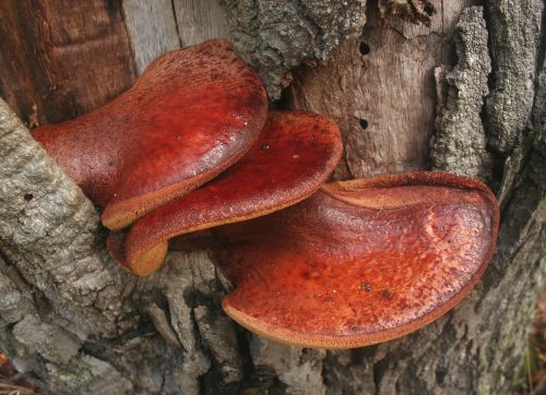 Beefsteak fungus with red brown cap growing on oak tree