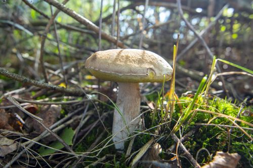 Bitter bolete mushroom growing on woodland forest floor