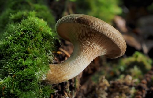 Brown roll rim mushroom growing beside moss on woodland floor