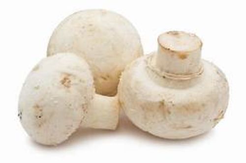 White button mushrooms Agaricus bisporus on white background