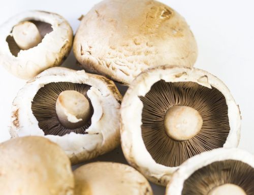 Button mushrooms Agaricus bisporus showing dark gills underside