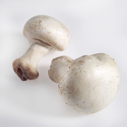 Fresh white button mushrooms Agaricus bisporus isolated on white background