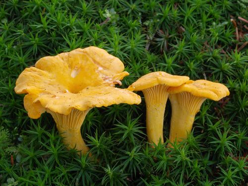 Golden chanterelle mushrooms growing in mossy woodland