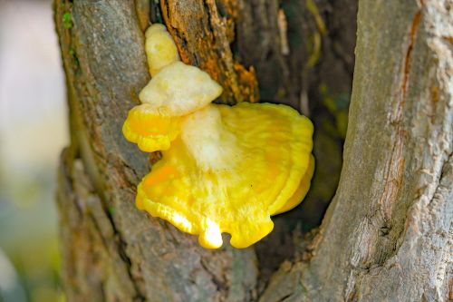 Chicken of the woods mushroom growing on tree trunk