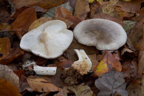 Clouded funnel mushrooms growing among fallen woodland leaves
