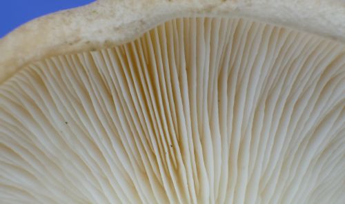 Clouded funnel mushrooms growing among fallen woodland leaves