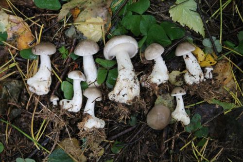 Group of clouded funnel mushrooms growing on woodland forest floor