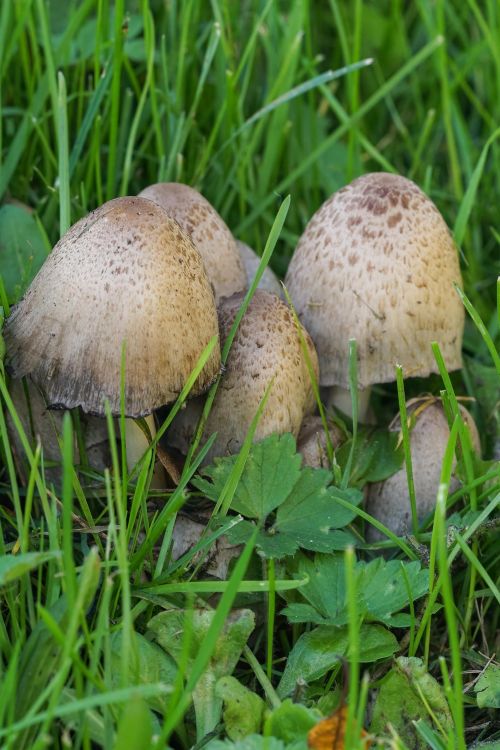 Common ink cap mushrooms growing in grass