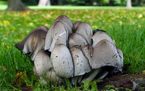 Common ink cap mushrooms growing in grass