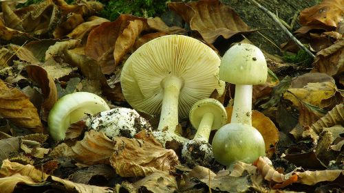 Death cap mushrooms Amanita phalloides growing on woodland floor