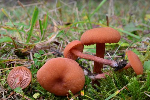Deceiver mushrooms Laccaria laccata growing on woodland floor