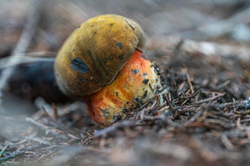Devils bolete mushroom Rubroboletus satanas with red stem on woodland floor