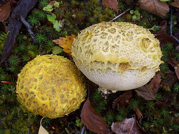 Common earthball mushrooms Scleroderma citrinum growing on woodland floor