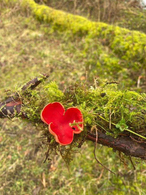 Scarlet elfcup mushroom Sarcoscypha coccinea growing among woodland sticks and leaves