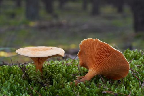 False chanterelle mushroom Hygrophoropsis aurantiaca growing in mossy woodland