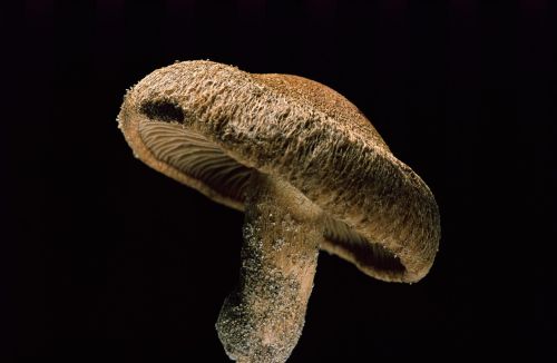 Fibrecap mushroom Inocybe species showing fibrous cap and gills