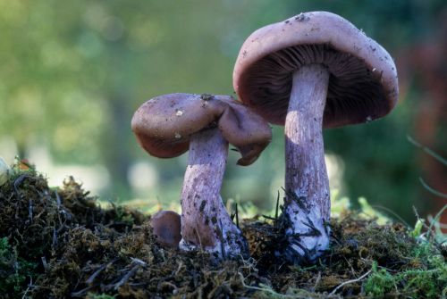 Field blewit mushrooms with lilac stems growing in grassland