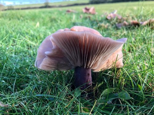 Field blewit mushroom Lepista saeva showing purple stem and gills in grass