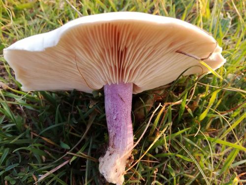 Field blewit mushroom Lepista saeva underside showing pale gills and purple stem in grass