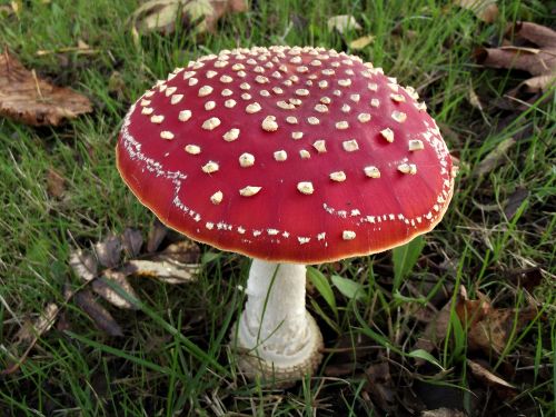 Fly agaric mushroom Amanita muscaria with red cap and white spots growing in grass