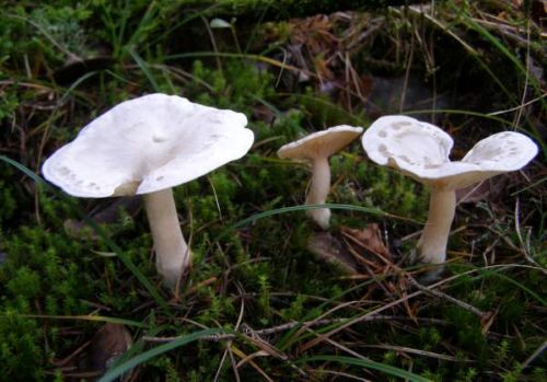 Fools funnel mushrooms Clitocybe rivulosa growing in grass