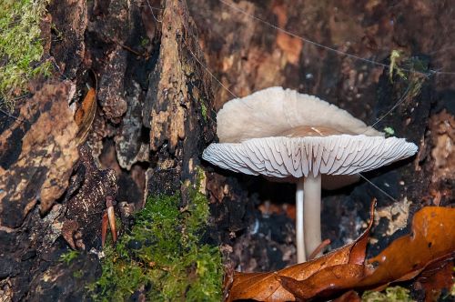 Fools funnel mushroom Clitocybe rivulosa showing pale gills growing in woodland