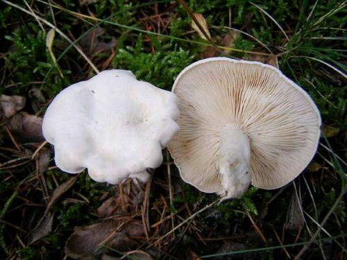 Fools funnel mushrooms Clitocybe rivulosa showing pale gills on grassland floor