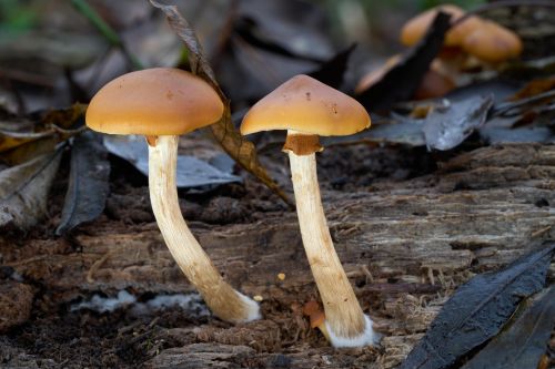 Funeral bell mushrooms Galerina marginata growing on rotting wood