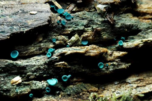 Green elfcup mushrooms Chlorociboria aeruginascens growing on rotting wood