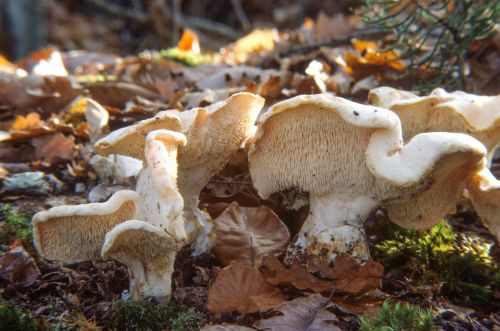 Hedgehog mushrooms Hydnum repandum growing on woodland floor among leaves