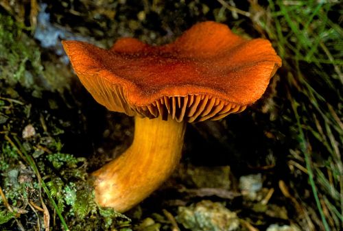 Lilac brown mushroom Cortinarius alboviolaceus showing orange cap and gills in woodland