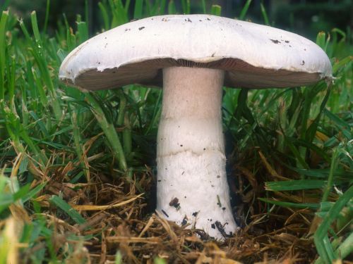 Meadow mushroom Agaricus campestris growing in grass