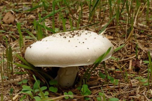 Meadow mushroom Agaricus campestris growing in grassy field