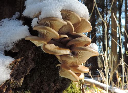 Oyster mushrooms Pleurotus ostreatus growing on tree trunk in woodland