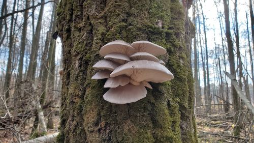Oyster mushrooms Pleurotus ostreatus growing on tree trunk in woodland
