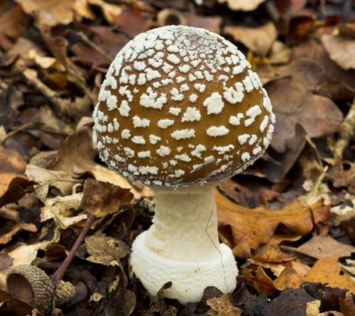 Panther cap mushroom Amanita pantherina with brown cap and white spots on woodland floor