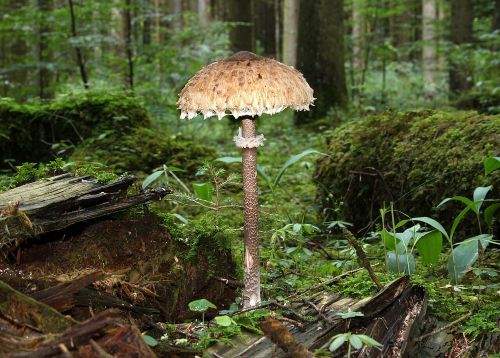 Parasol mushroom Macrolepiota procera growing in woodland