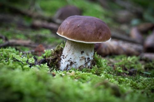 Porcini mushroom Boletus edulis growing in mossy woodland
