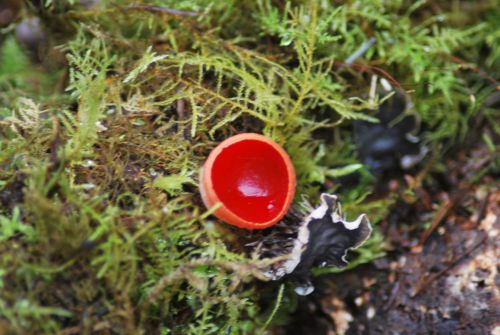 Scarlet Elfcup mushroom