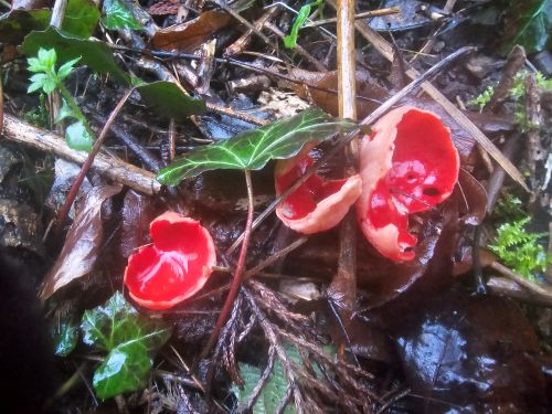 Scarlet Elfcup mushroom