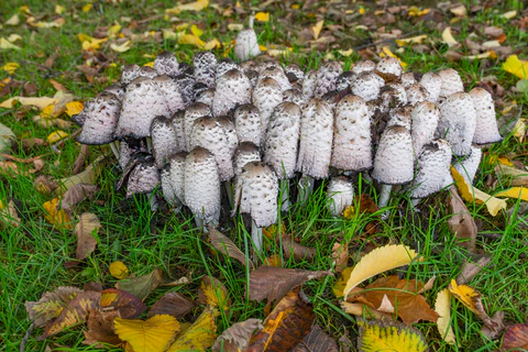 Shaggy ink cap mushrooms Coprinus comatus growing in large cluster in grass