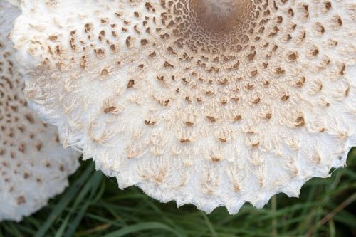 Shaggy parasol mushroom Chlorophyllum rhacodes cap close up showing brown scales