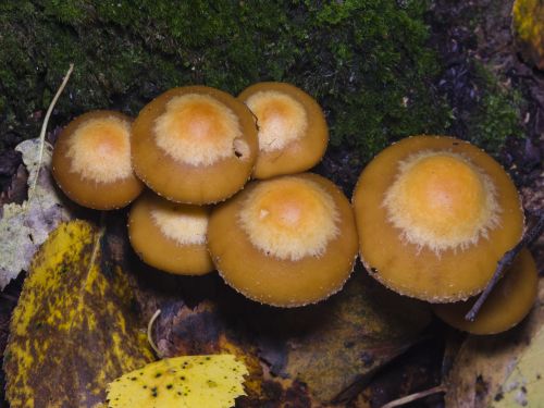False chanterelle mushrooms Hygrophoropsis aurantiaca growing on rotting wood