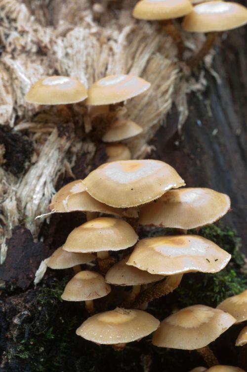 Sheathed woodtuft mushrooms Kuehneromyces mutabilis growing in cluster on decaying wood