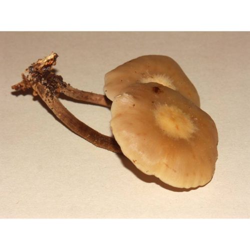Sheathed woodtuft mushrooms Kuehneromyces mutabilis showing brown stems and caps